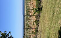 Foto indsendt af gæst på Villa Casale