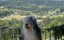 Foto indsendt af gæst på Villa Roberto