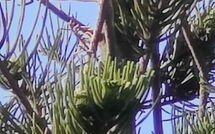 Foto indsendt af gæst på Votana House