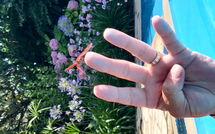 Foto indsendt af gæst på Votana House