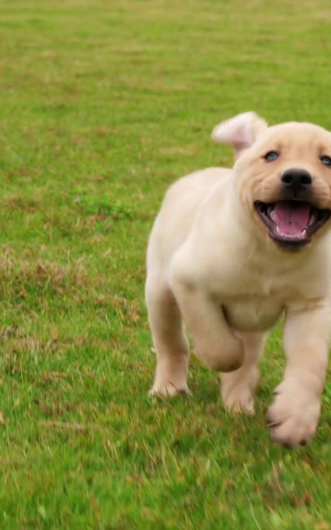 Kæledyrsvenlige feriehuse – Tag din hund med på ferie