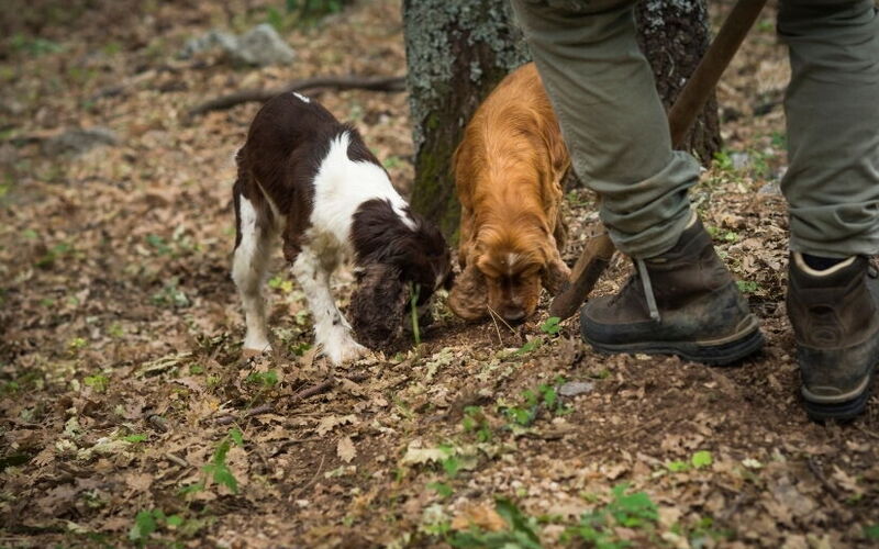truffle-hunting.jpg